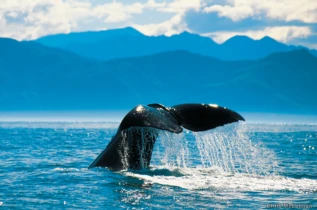 Observation des baleines à Kaikoura